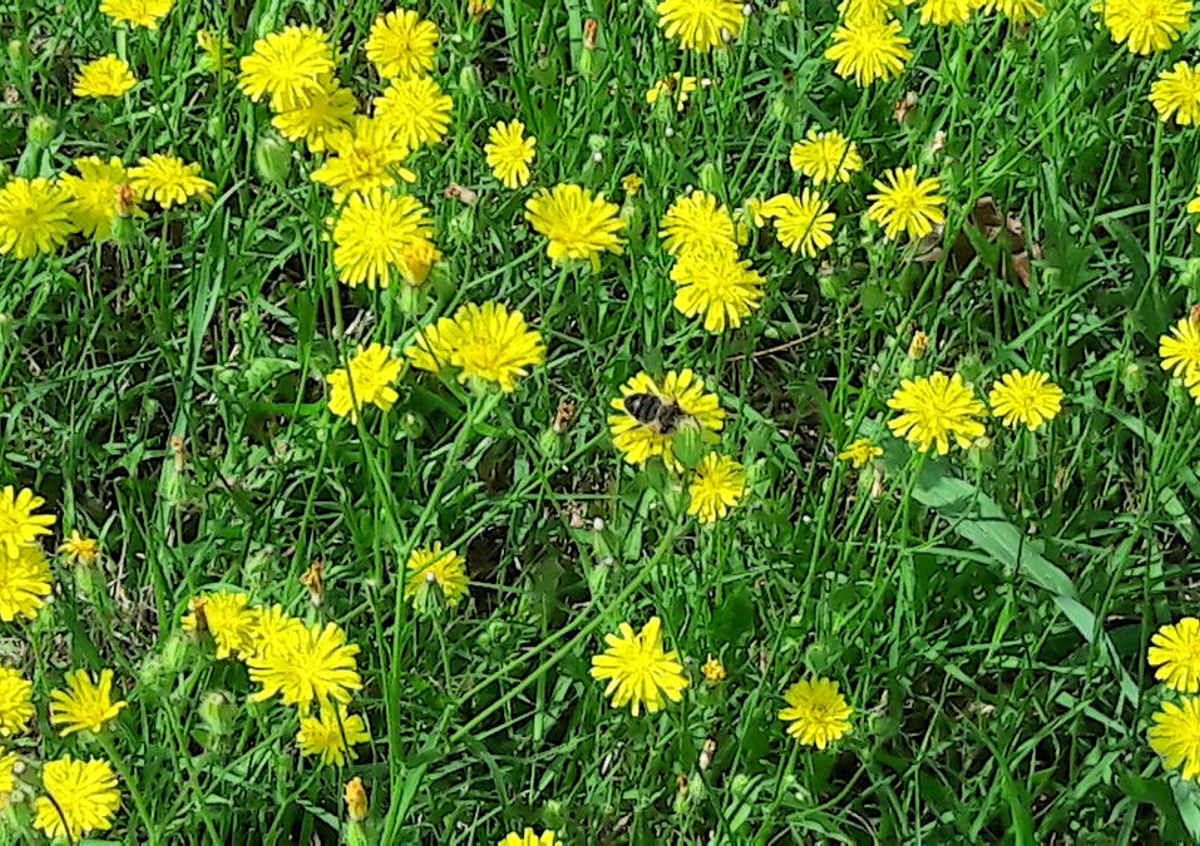Fiori ape