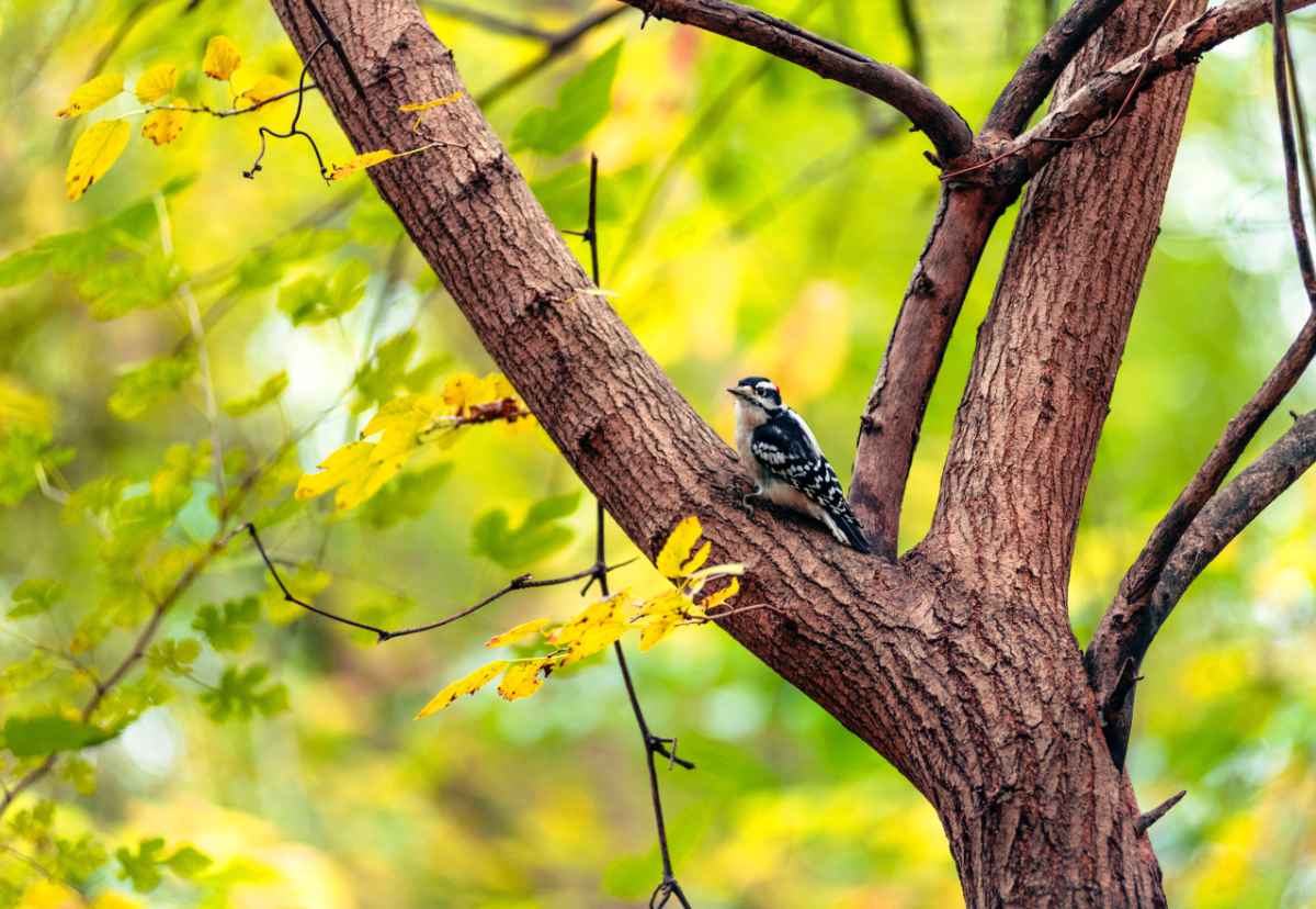 fauna autunno